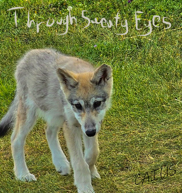 Through Sweaty Eyes' Wolf Pup